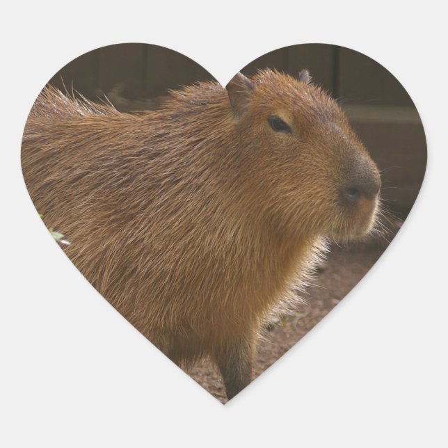 Sticker Cœur Capybara (Devant)