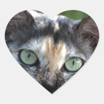 Chat blanc Brown gris avec yeux verts