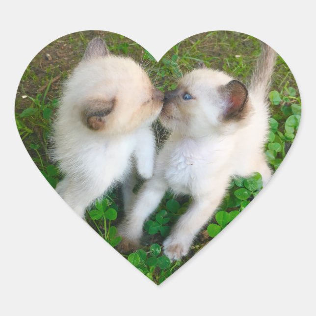 Sticker Cœur chatons qui s'embrassent (Devant)