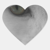 Chats noirs et blancs