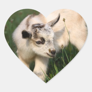 Sticker Cœur Chèvre de bébé mignonne