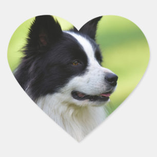 Sticker Cœur Chien Border Collie noir et blanc