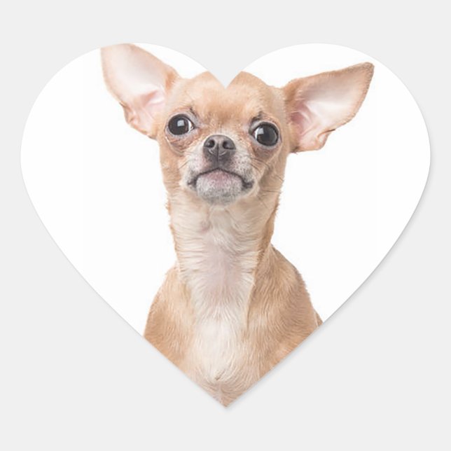 Sticker Cœur Chihuahua Chiot Chien Coeur (Devant)