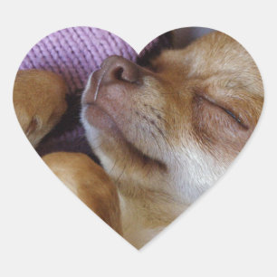 Sticker Cœur Chihuahua endormi
