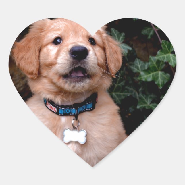Sticker Cœur Chiot Golden Retriever (Devant)