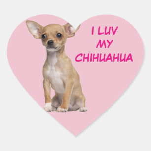 Sticker Cœur Chiwawa bronzage et blanc