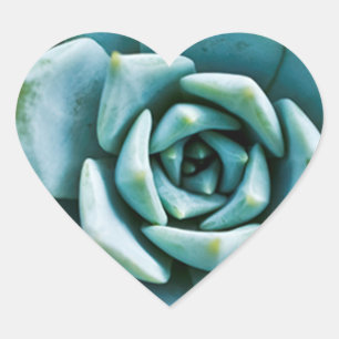 Sticker Cœur Closeup Succulent