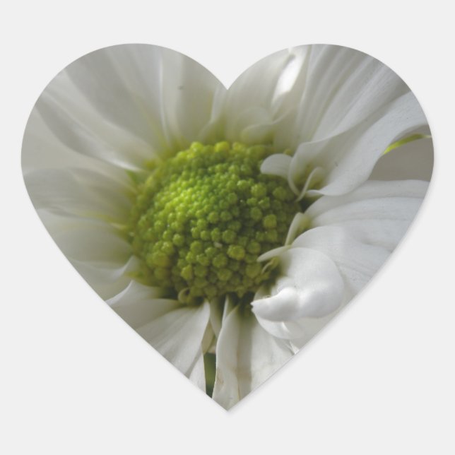 Sticker Cœur Coeur blanc Chrysanthème (Devant)