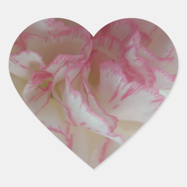 Sticker Cœur Coeur d'oeillet blanc et rose (Devant)