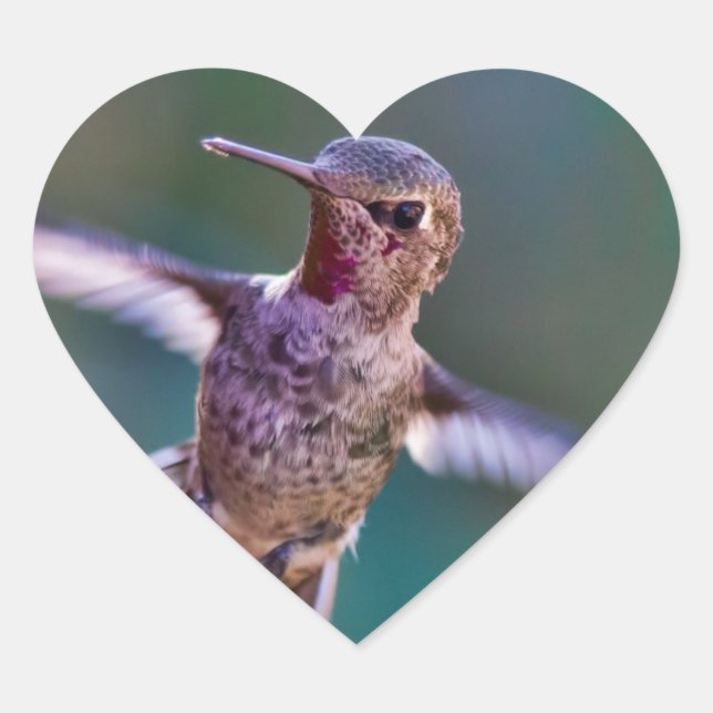 Sticker Cœur Colibri (Devant)