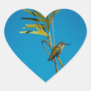 Sticker Cœur Colibri à gorge rubis sur arbre