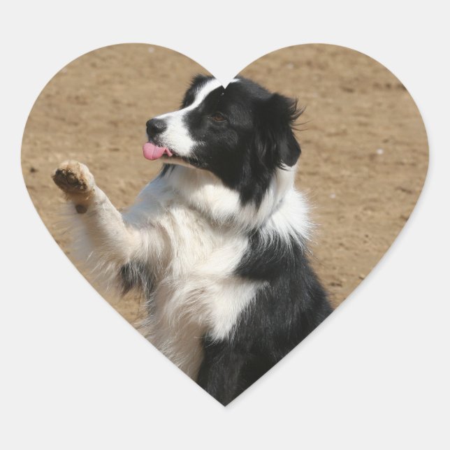 Sticker Cœur collie bore (Devant)