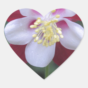Sticker Cœur Columbine