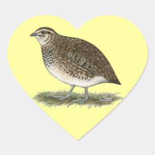 Sticker Cœur Coturnix Quail