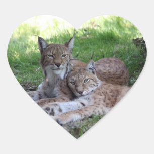 Sticker Cœur couple lynx amoureux
