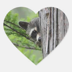 Sticker Cœur Cute Raccoon