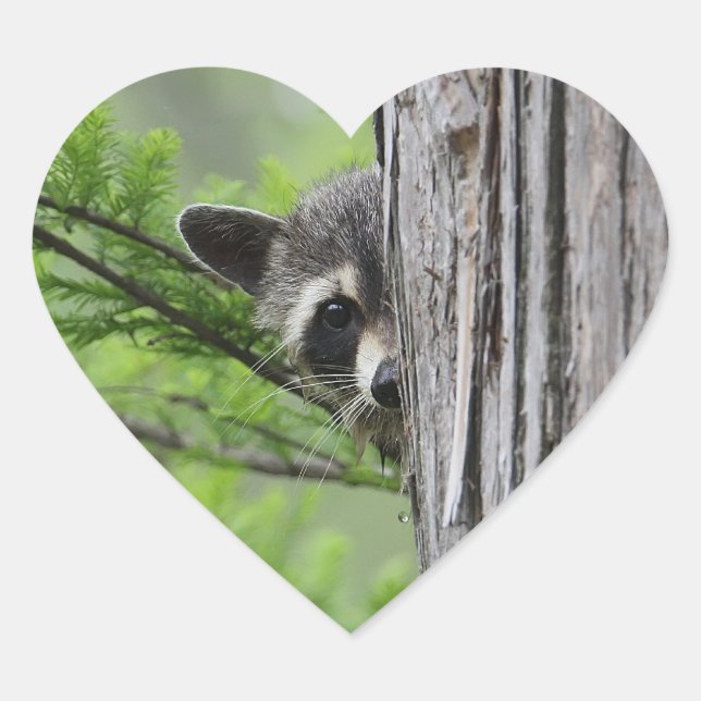Sticker Cœur Cute Raccoon (Devant)