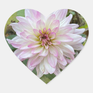 Sticker Cœur Dahlia à pointes rose clair