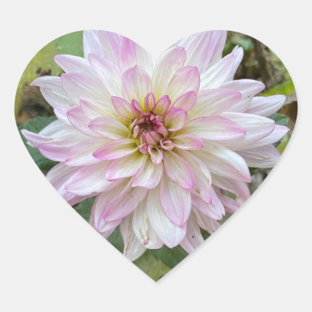 Sticker Cœur Dahlia à pointes rose clair (Devant)