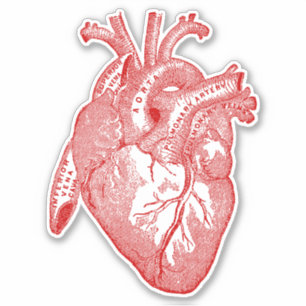 Sticker Coeur d'anatomie humaine vintage