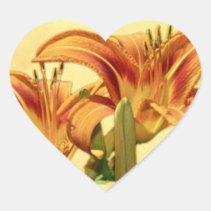 Sticker Cœur Daylilies - Hemerocallis