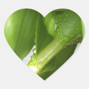 Sticker Cœur Dendrobium Orchidée tiges closeuse