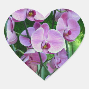 Sticker Cœur Des orchidées violettes aux formes diverses