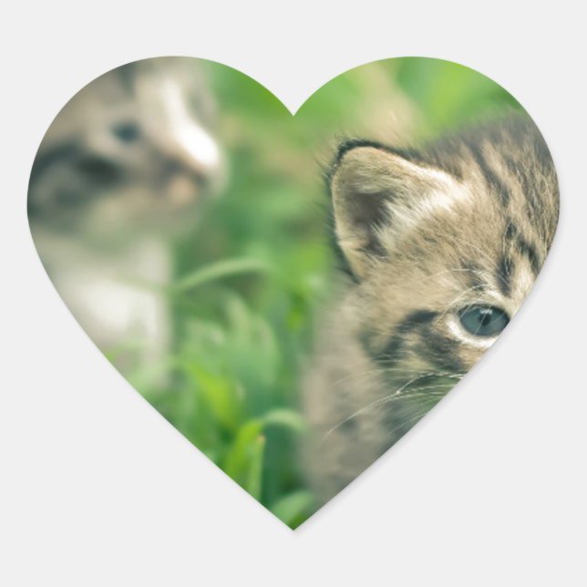 Sticker Cœur Deux chatons jouent dans l'herbe (Devant)