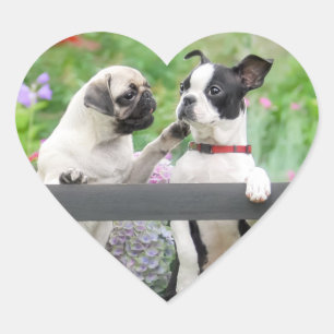 Sticker Cœur Deux chiens par chiot carlin et Boston Terrier ens