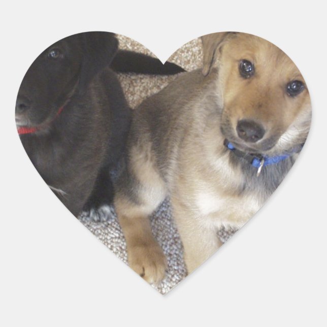 Sticker Cœur Deux mignons Chipies Labrador (Devant)