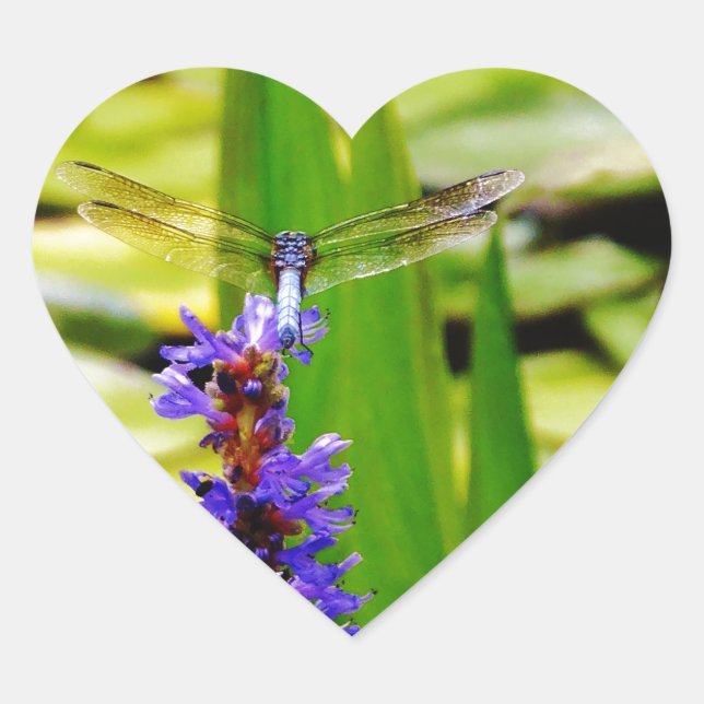 Sticker Cœur Dragonfly lotus and purple flower (Devant)