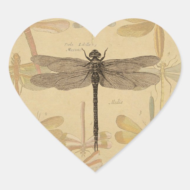 Sticker Cœur Dragonfly Vintage Antique Classic Nature (Devant)