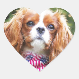 Sticker Cœur Drapeau américain Cavalier roi Charles Spaniel Pup