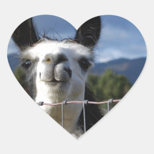 Sticker Cœur Drôle Llama souriante dans le sud de l'Oregon