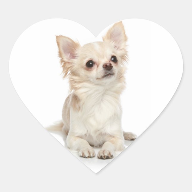 Sticker Coeur du Chihuahua Long Haired (Devant)