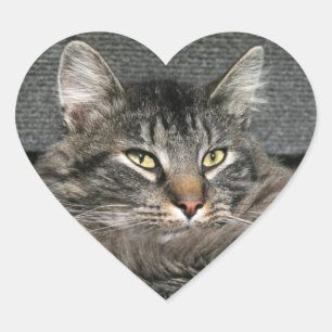 Sticker Cœur Face du chat Maine Coon