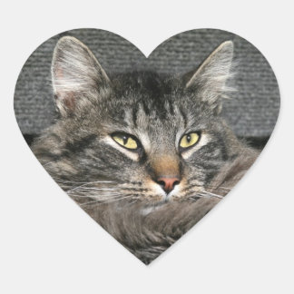 Sticker Cœur Face du chat Maine Coon
