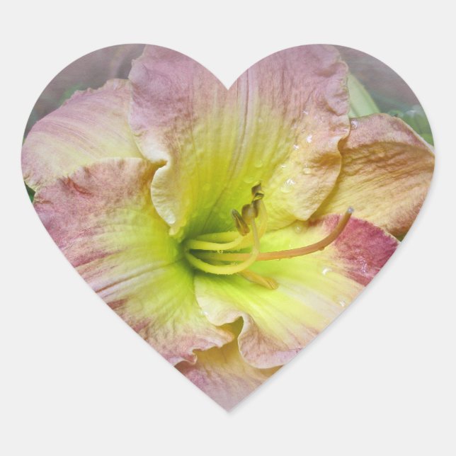 Sticker Cœur Fancy rose Daylily Blossom (Devant)