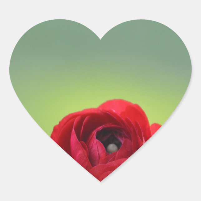 Sticker Cœur Fleur de Ranunculus rouge (Devant)