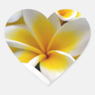 Sticker Cœur Fleur Frangipani Plumeria