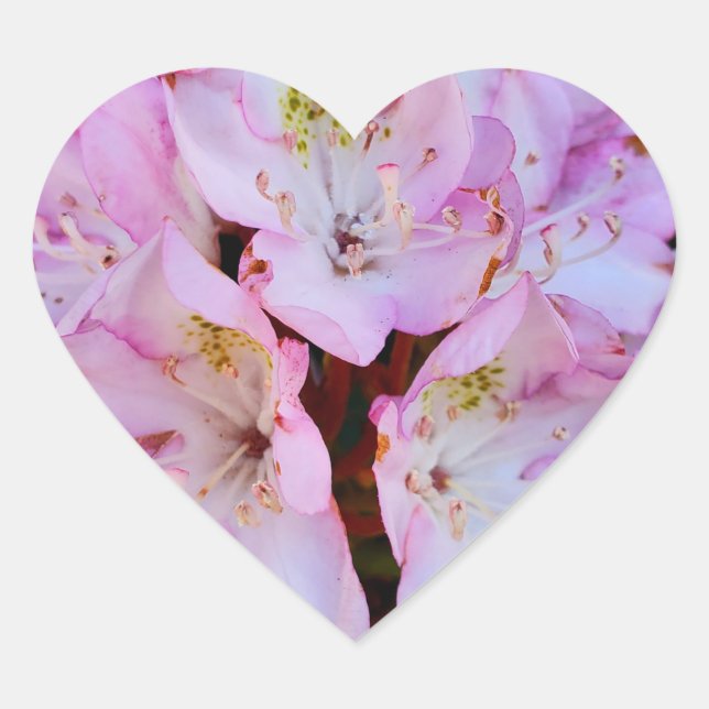 Sticker Cœur Fleur Rhododendron rose (Devant)