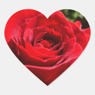 Sticker Cœur Fleur rose rouge vif Belle florale