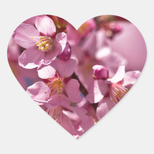 Sticker Cœur Fleurs de cerisier Sakura embrassées par la lumièr