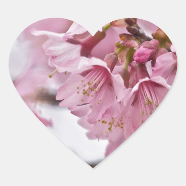 Sticker Cœur Fleurs de cerisier Sakura rose pâle (Devant)