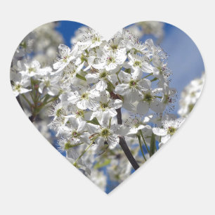 Sticker Cœur Fleurs de poire de Bradford