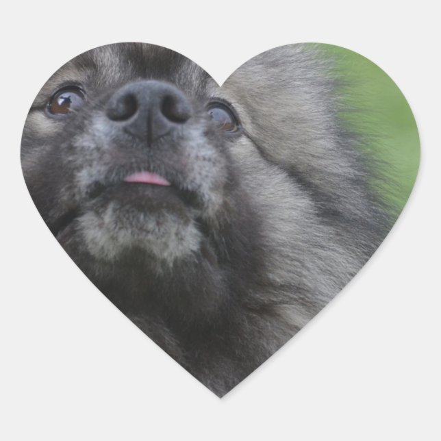 Sticker Cœur Fluffy Keeshond (Devant)