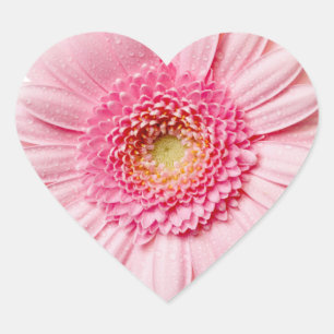 Sticker Cœur Gerbera Rose Daisy