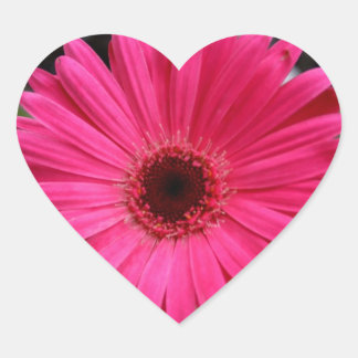 Sticker Cœur Gerbera rose Daisy Heart