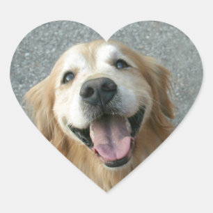Sticker Cœur Golden Retriever souriant