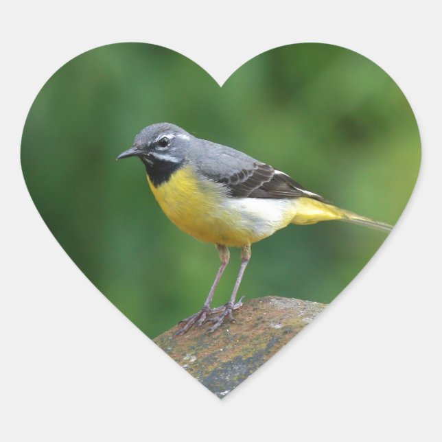 Sticker Cœur Gray Wagtail - oiseau (Devant)